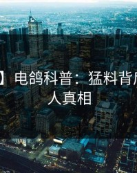 【震惊】电鸽科普：猛料背后10个惊人真相